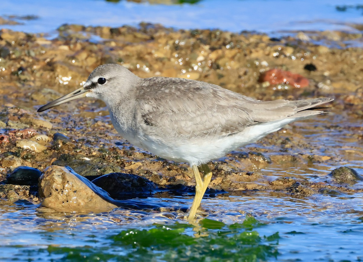 キアシシギ - ML644912398