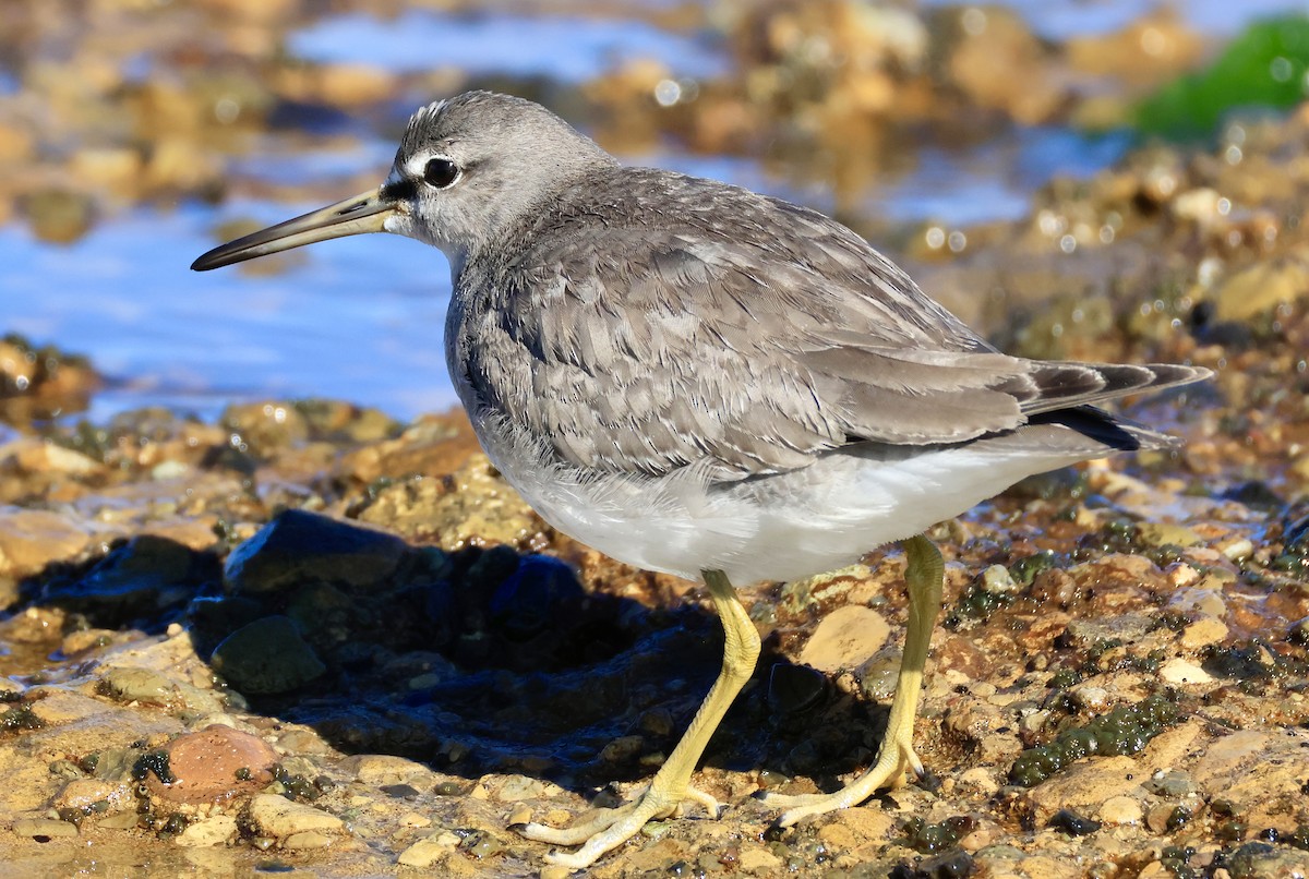 Gray-tailed Tattler - ML644912399
