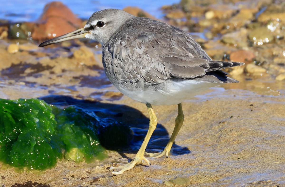 Gray-tailed Tattler - ML644912400