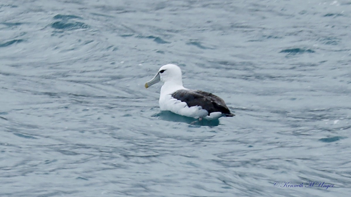 albatros šelfový - ML644912410