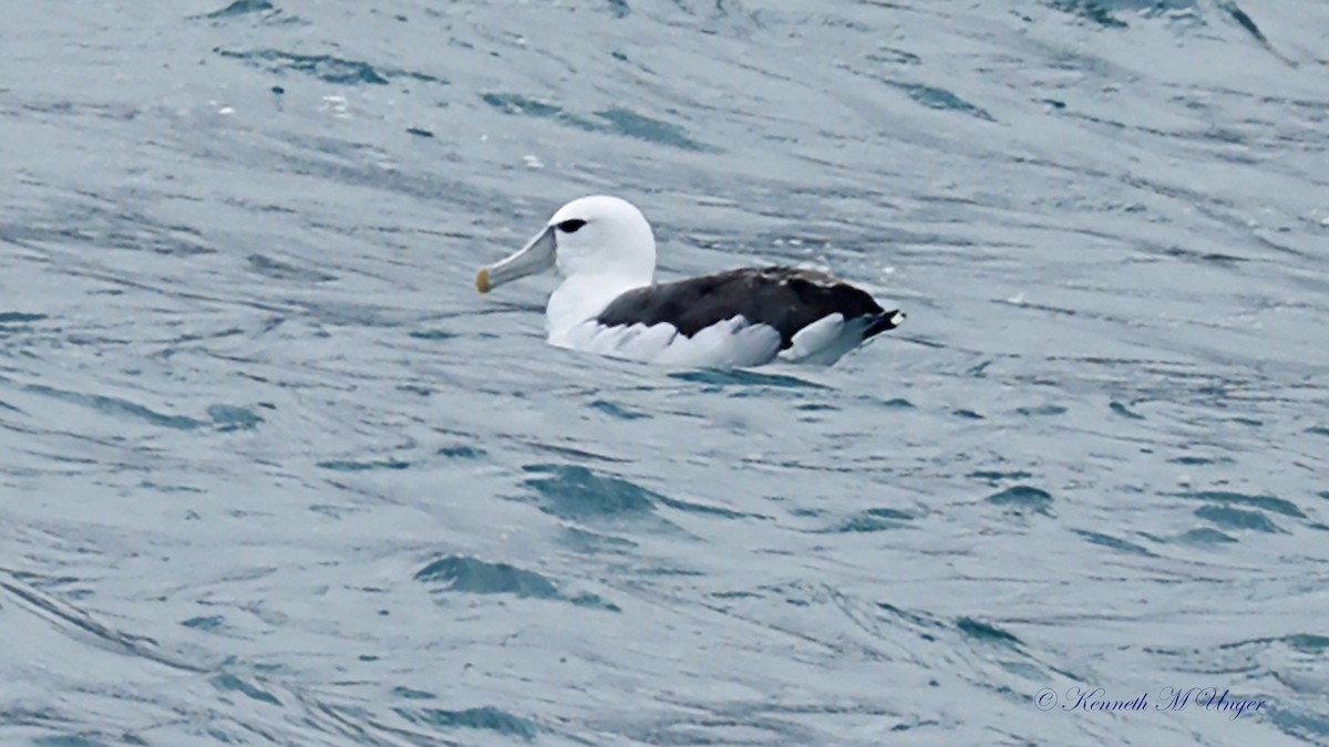 albatros šelfový - ML644912411