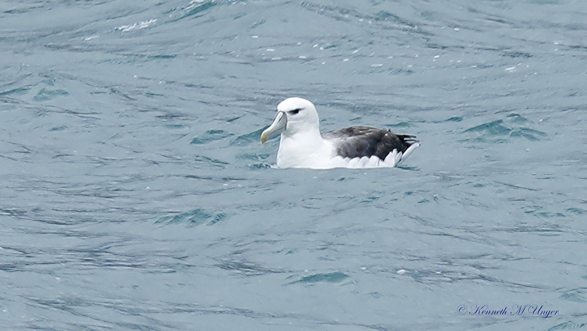 albatros šelfový - ML644912412