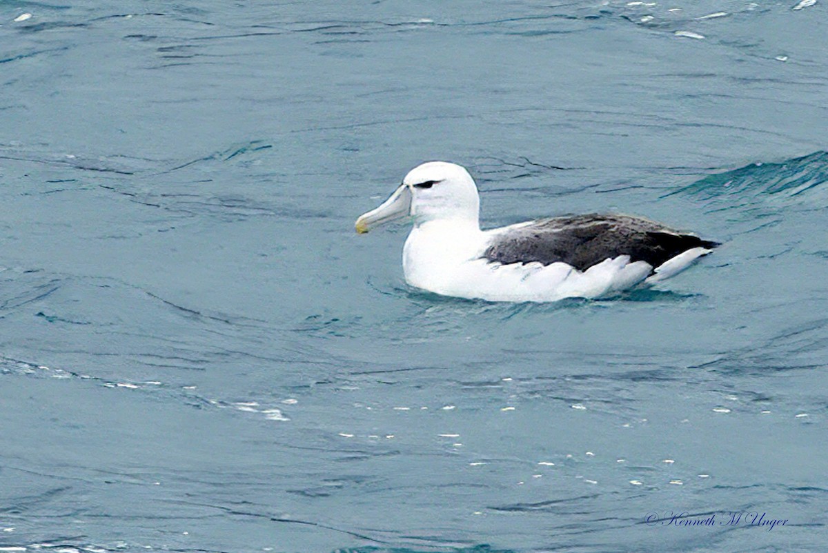 albatros šelfový - ML644912413