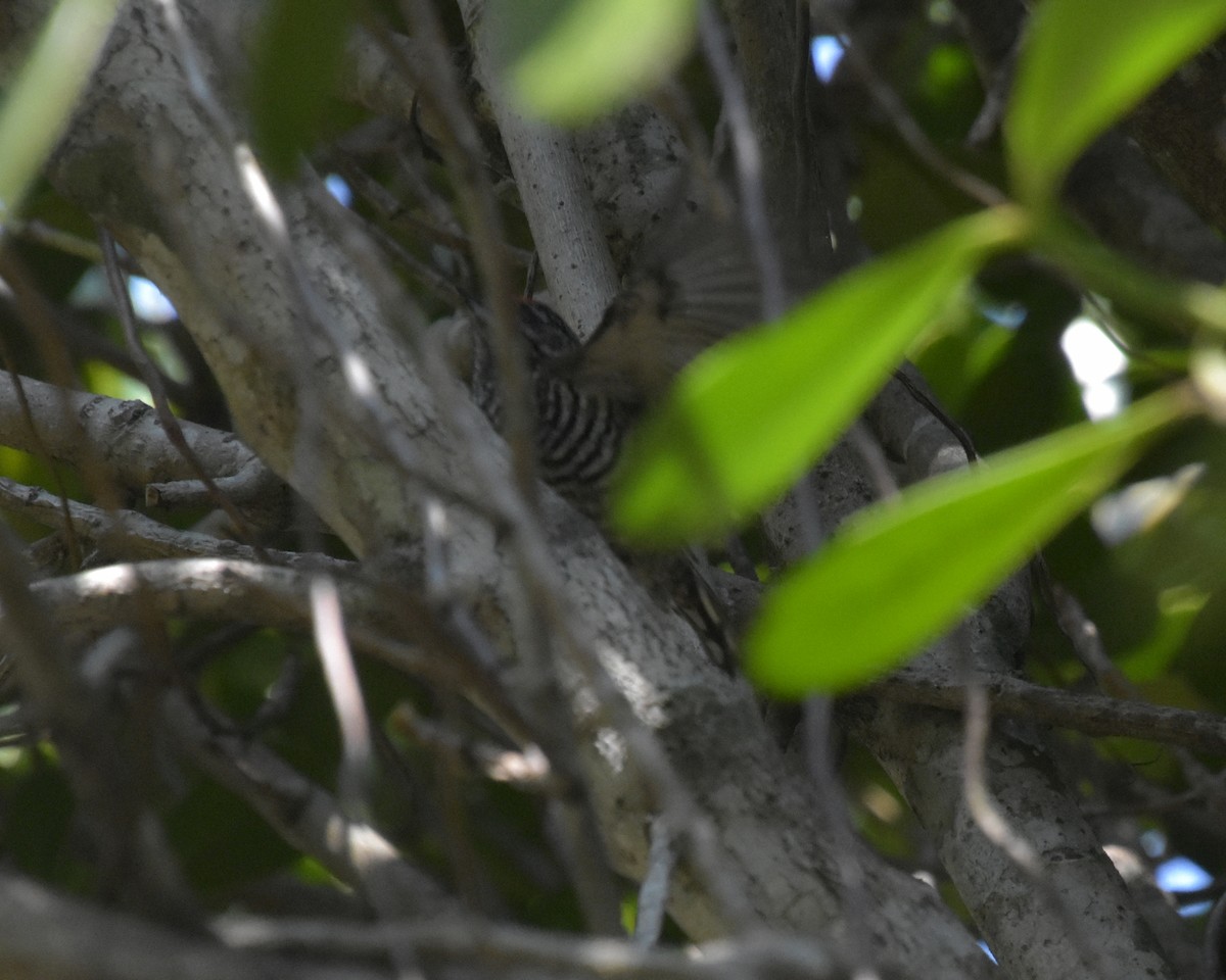 Carpinterito Variable (grupo cirratus) - ML644912425