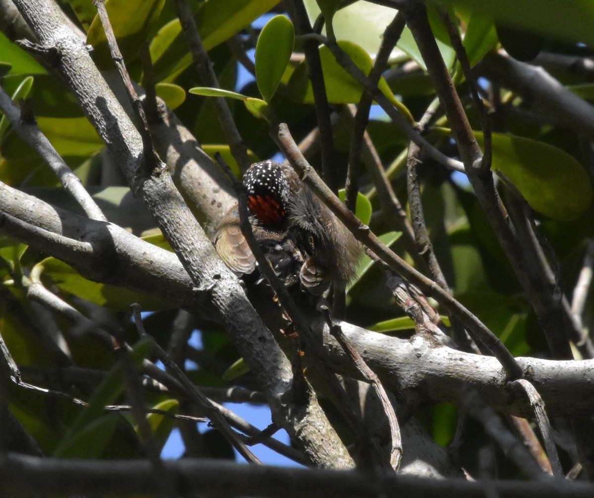 Carpinterito Variable (grupo cirratus) - ML644912426