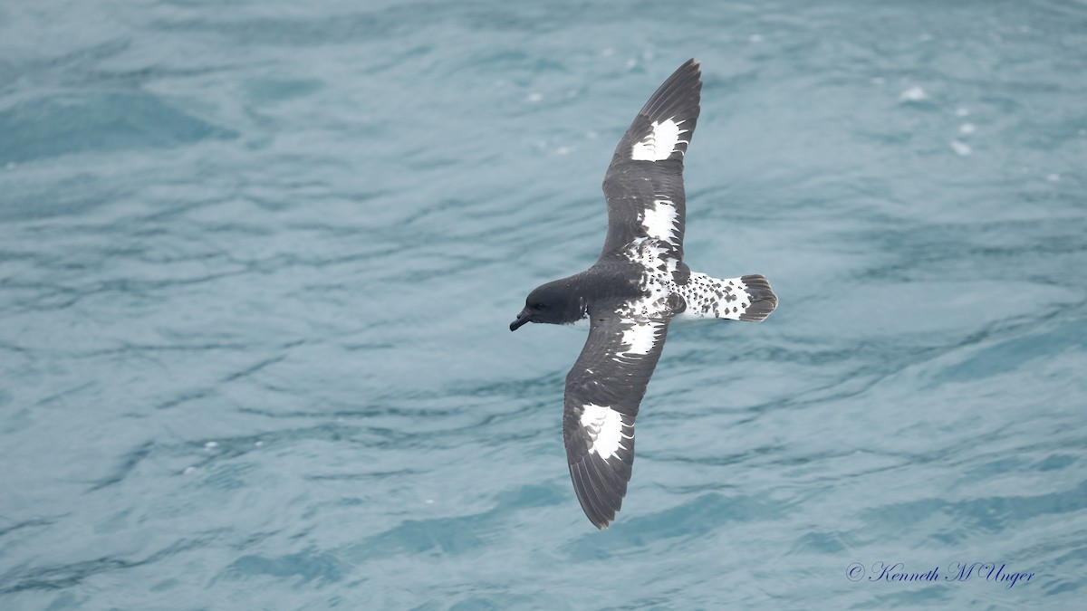 buřňák černobílý - ML644912433