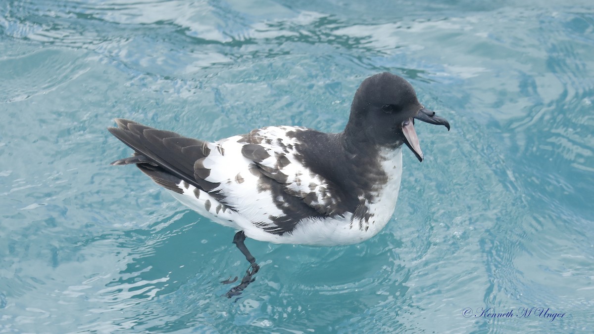 buřňák černobílý - ML644912434