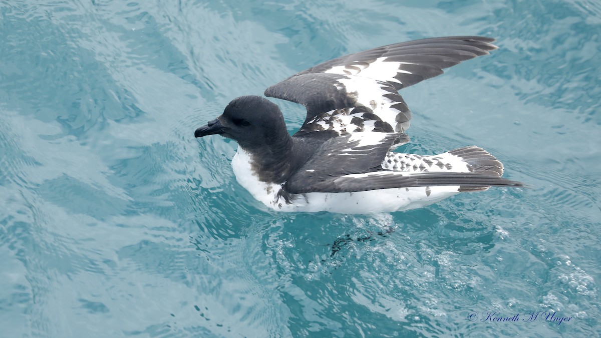 buřňák černobílý - ML644912435