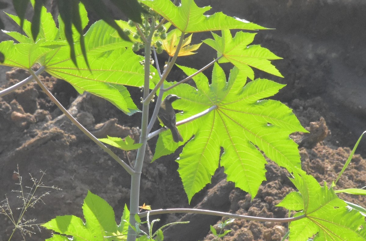 Tyran sociable - ML644912459