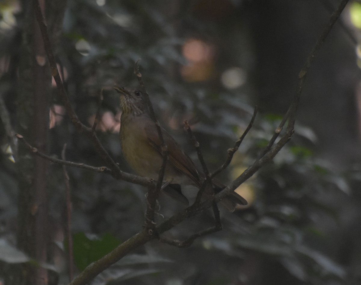 Fahlbrustdrossel - ML644912470