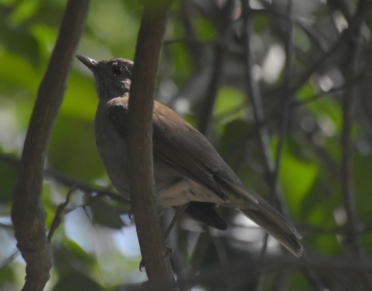 Fahlbrustdrossel - ML644912471