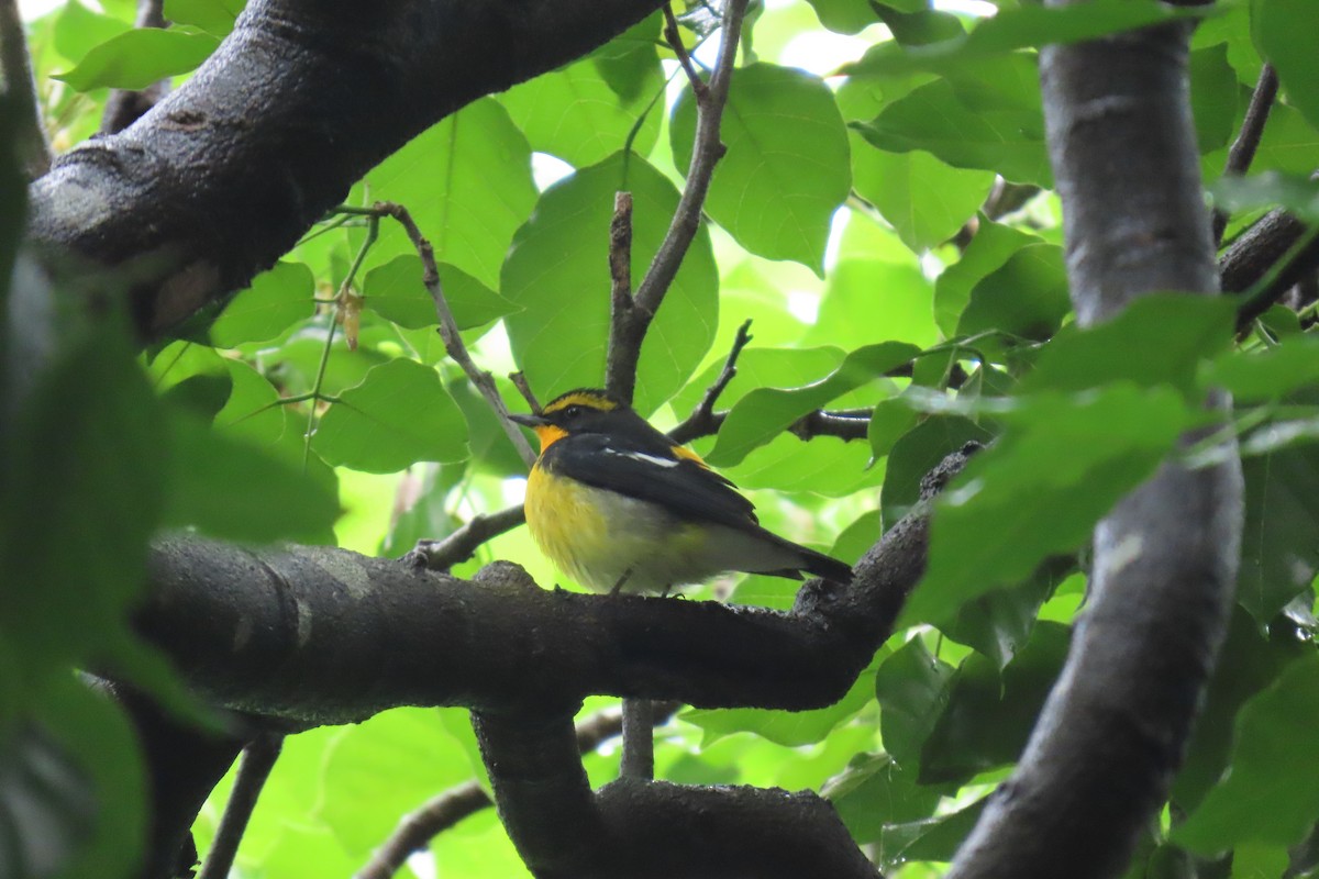 Narzissenschnäpper - ML644912474