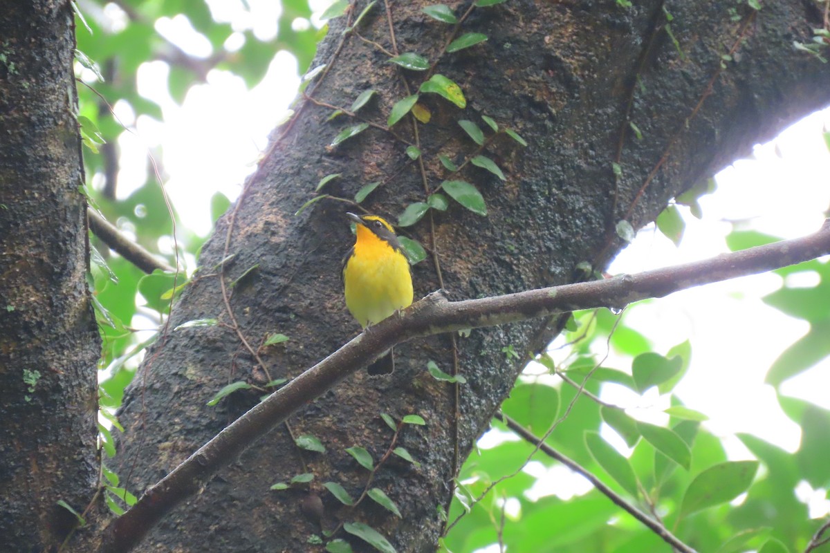 Narzissenschnäpper - ML644912477