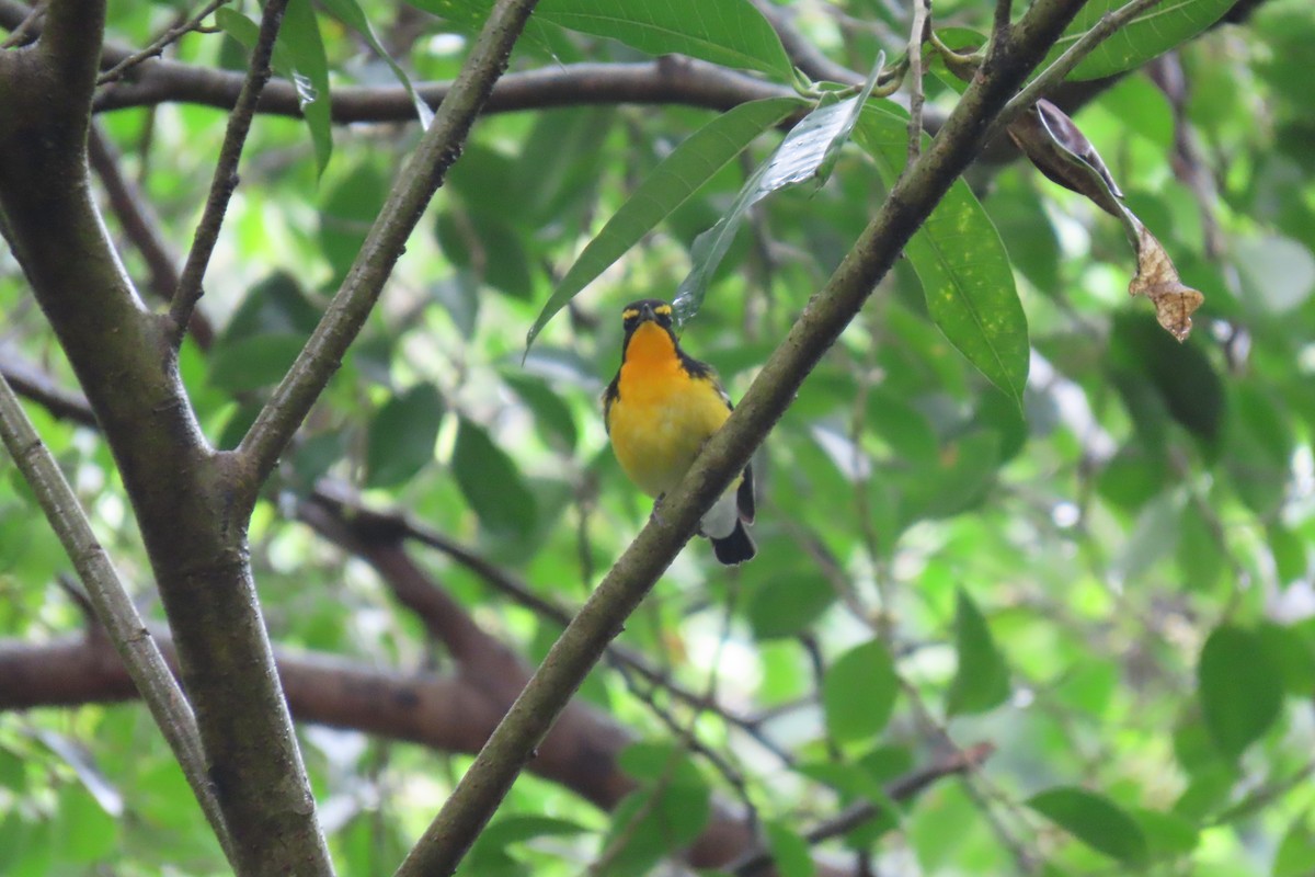 Narzissenschnäpper - ML644912479