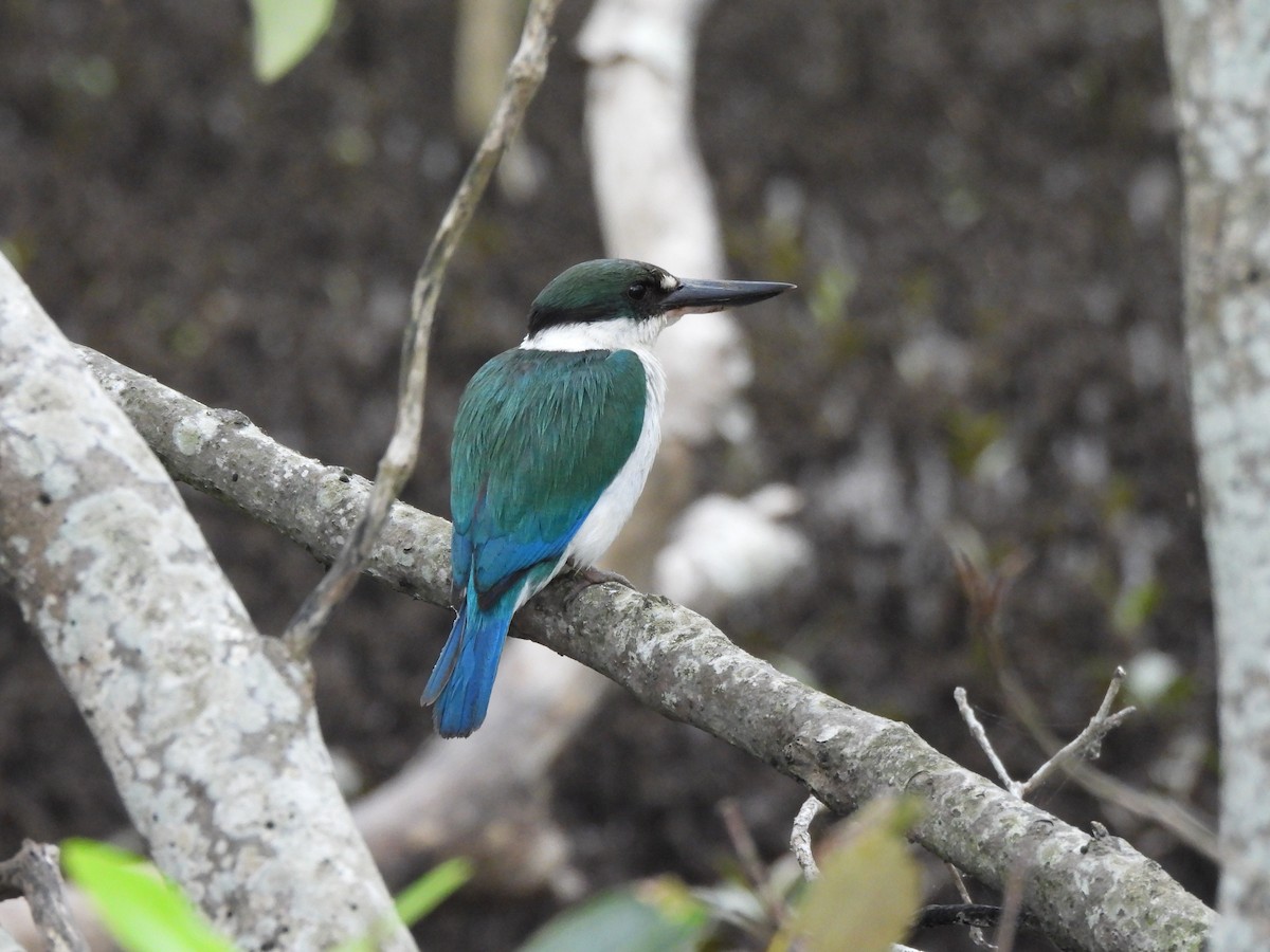 Torresian Kingfisher - ML644912480