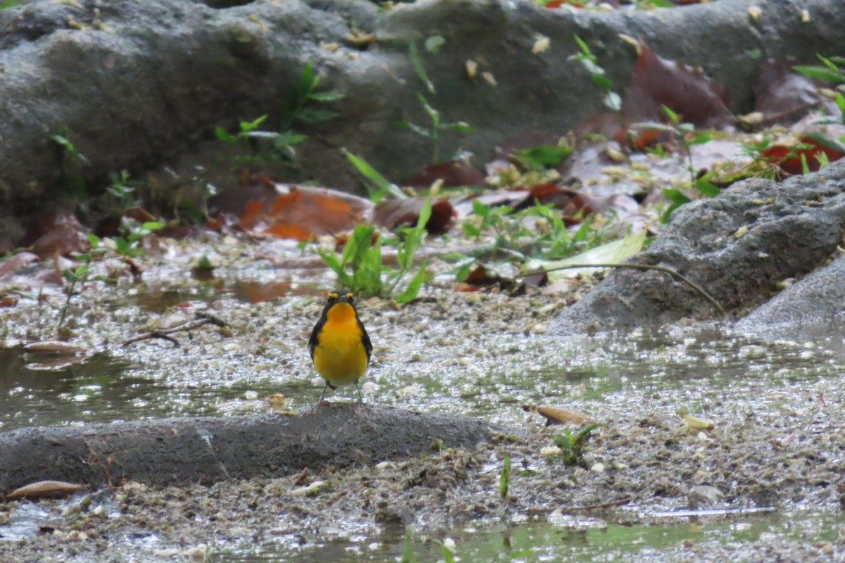 Narzissenschnäpper - ML644912484