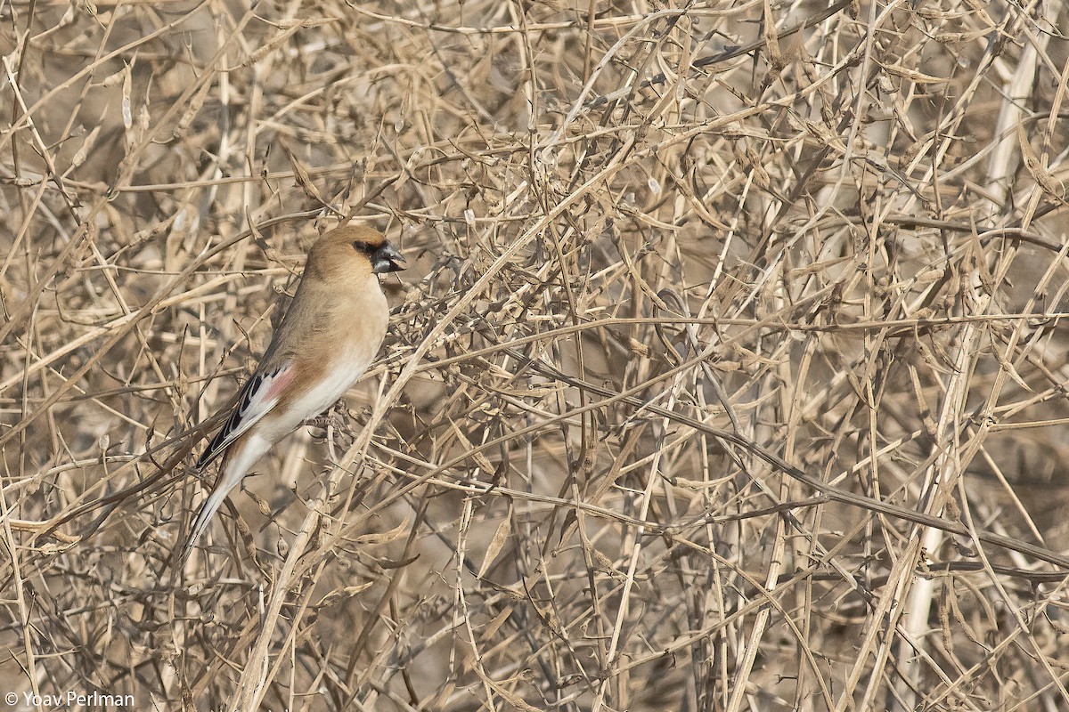 Basamortuko txonta - ML644912485