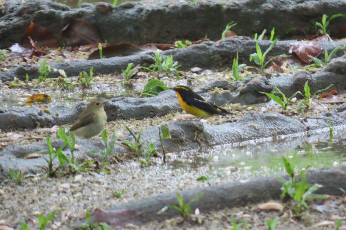 Narzissenschnäpper - ML644912487