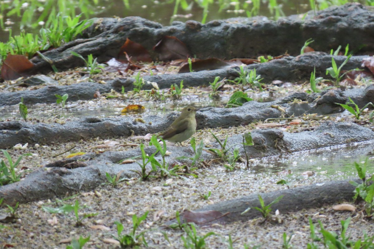 Narzissenschnäpper - ML644912489