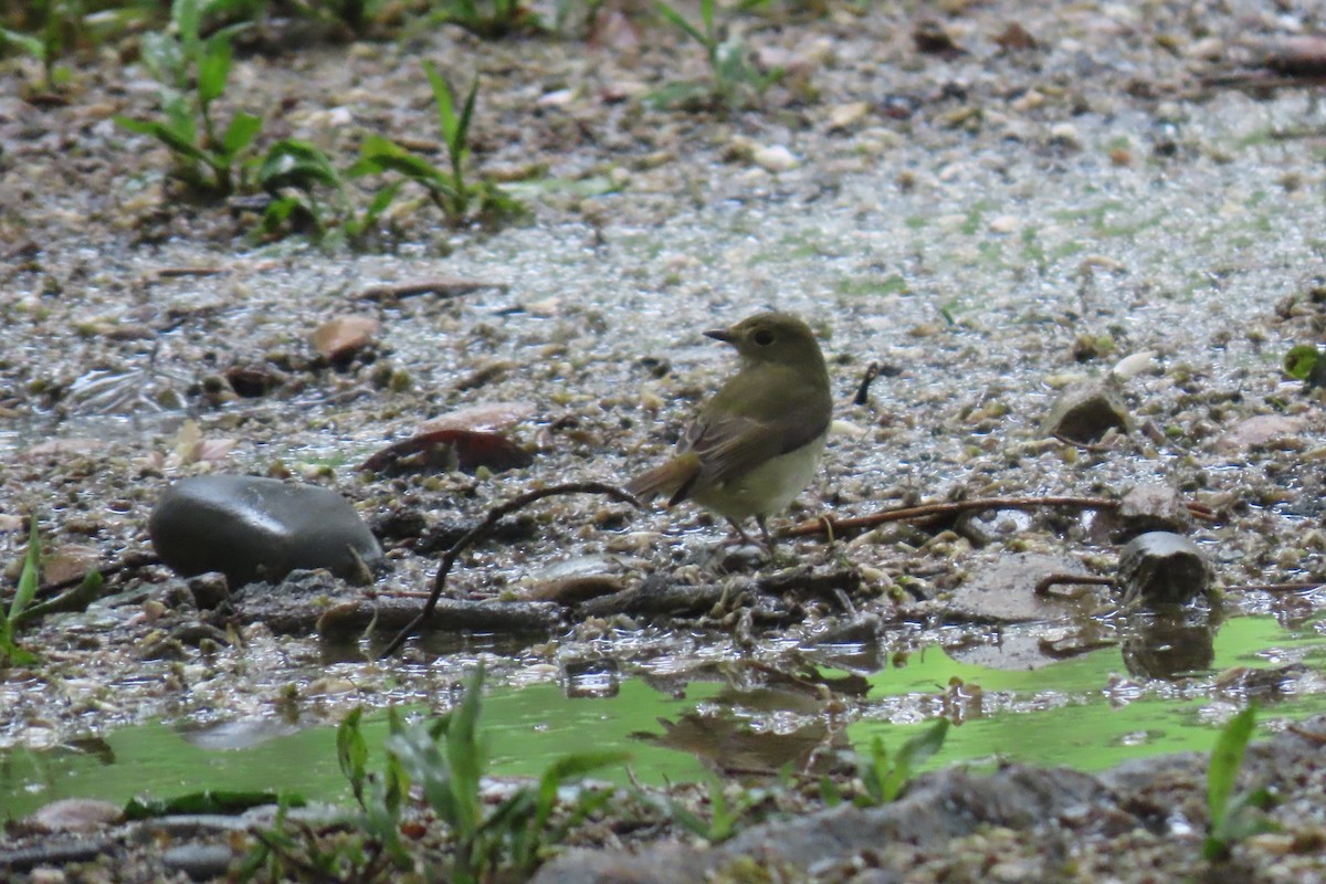 Narzissenschnäpper - ML644912497