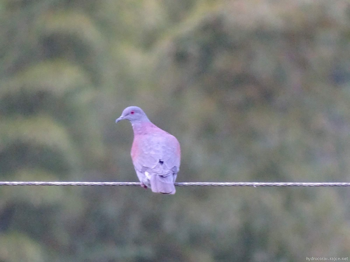 Pale-vented Pigeon - ML644912499