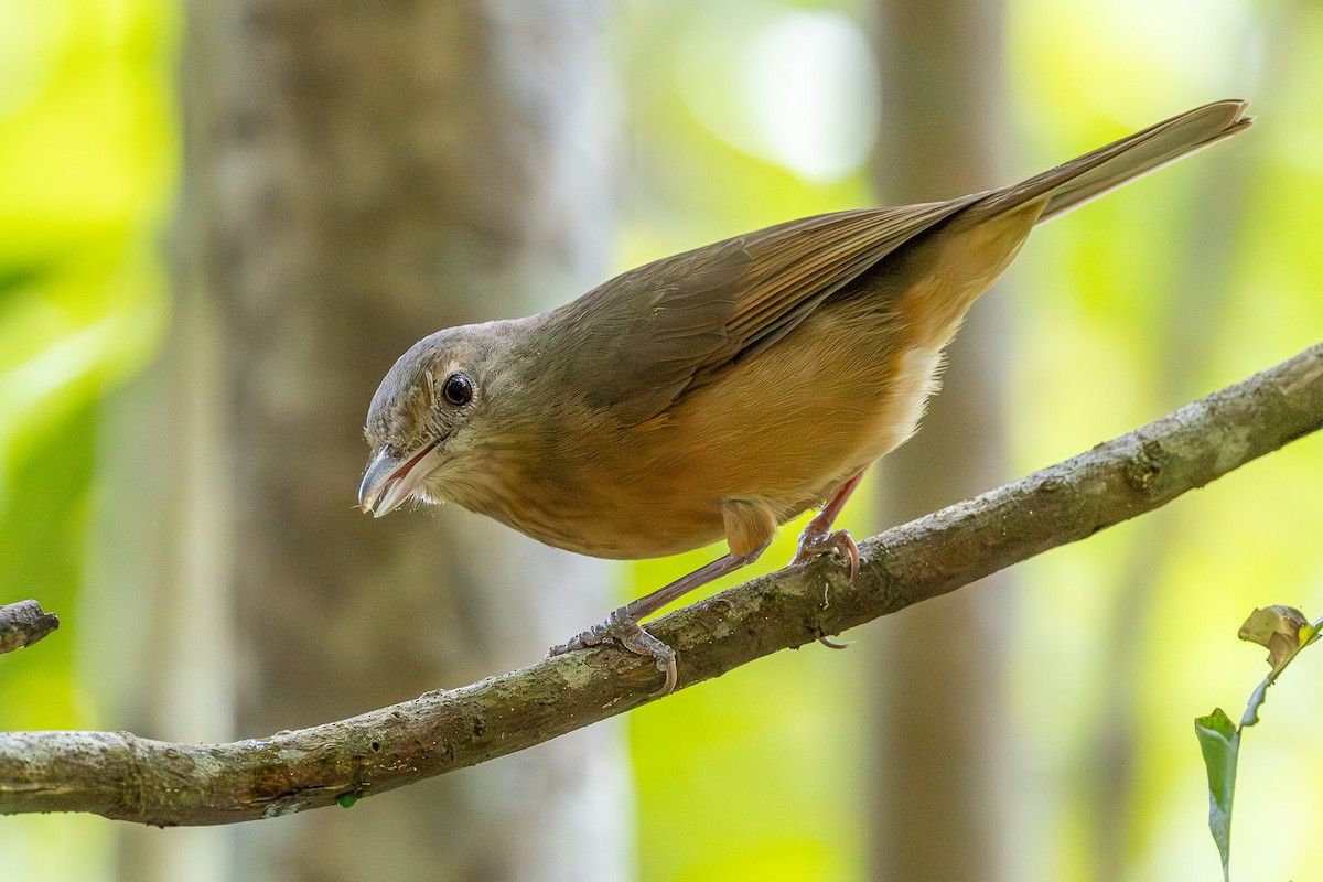 Little Shrikethrush (Rufous) - ML644912500
