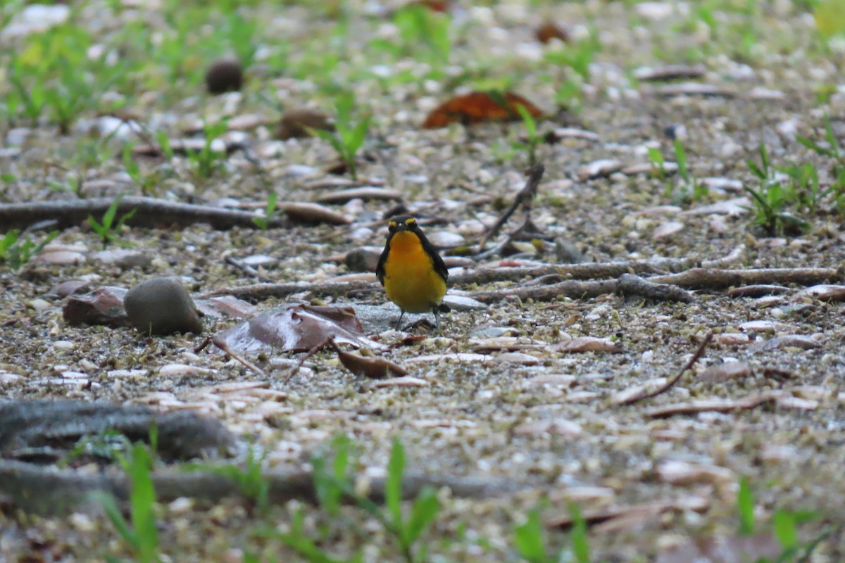 Narzissenschnäpper - ML644912501