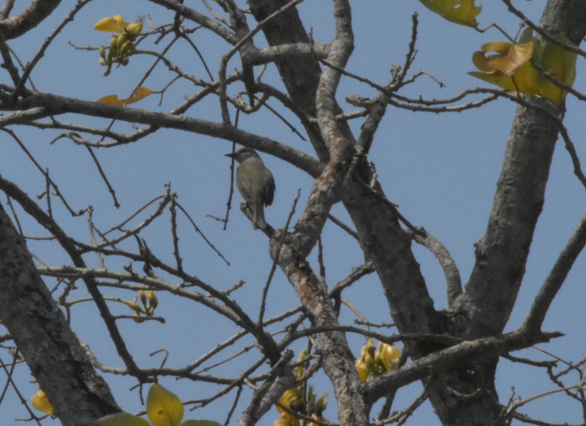 Palm Tanager - ML644912516