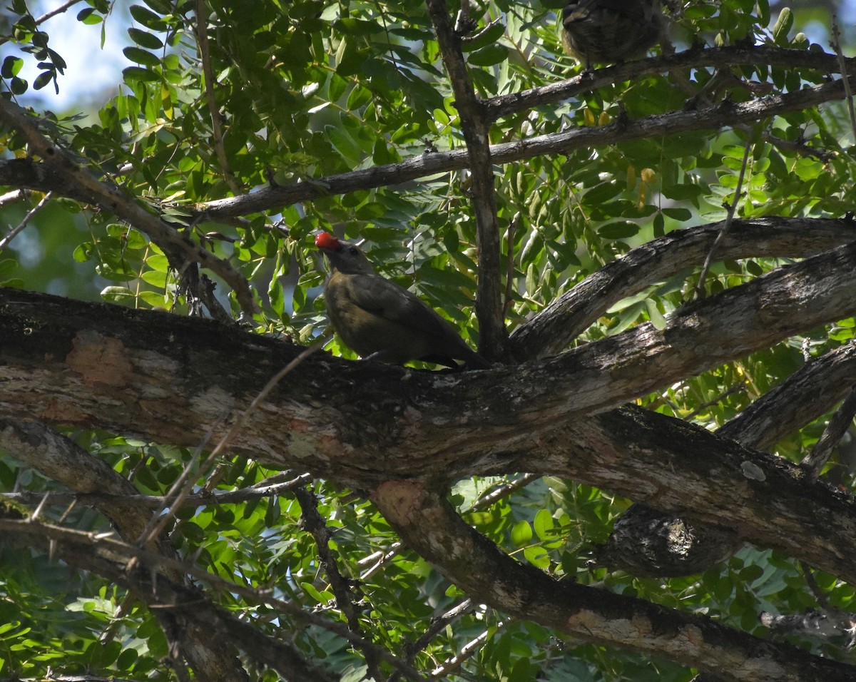 Palm Tanager - ML644912517