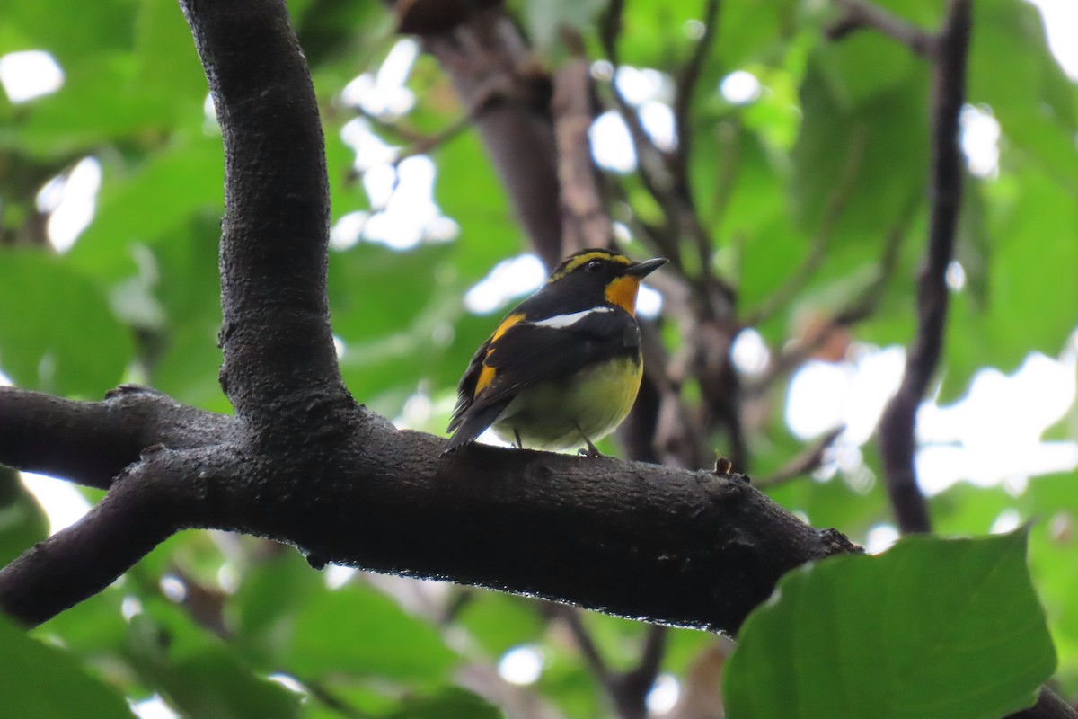 Narzissenschnäpper - ML644912523