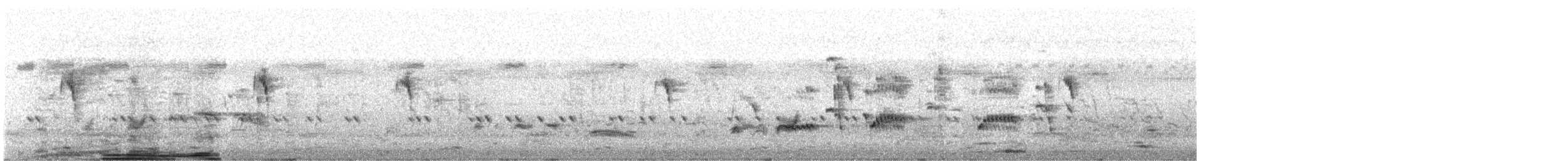 Белобровая трясогузка - ML644912524