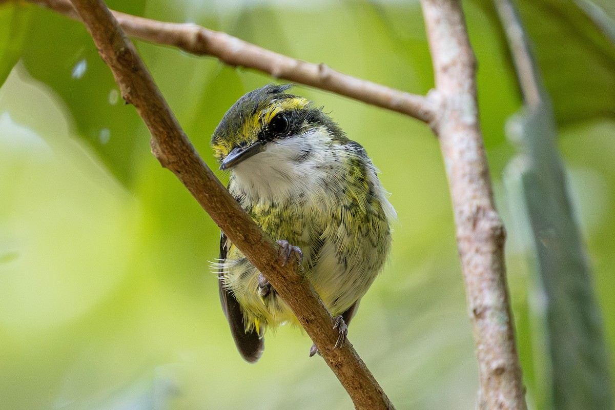 Yellow-breasted Boatbill - ML644912525