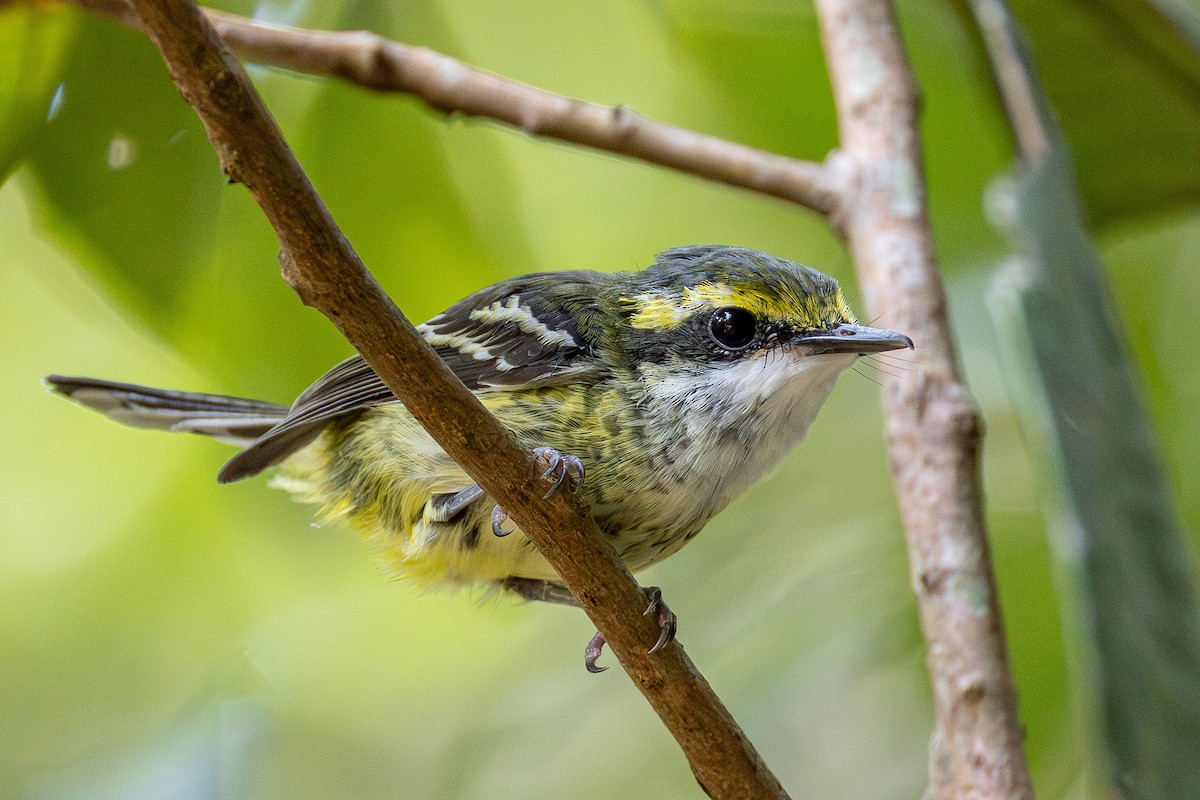 Yellow-breasted Boatbill - ML644912526