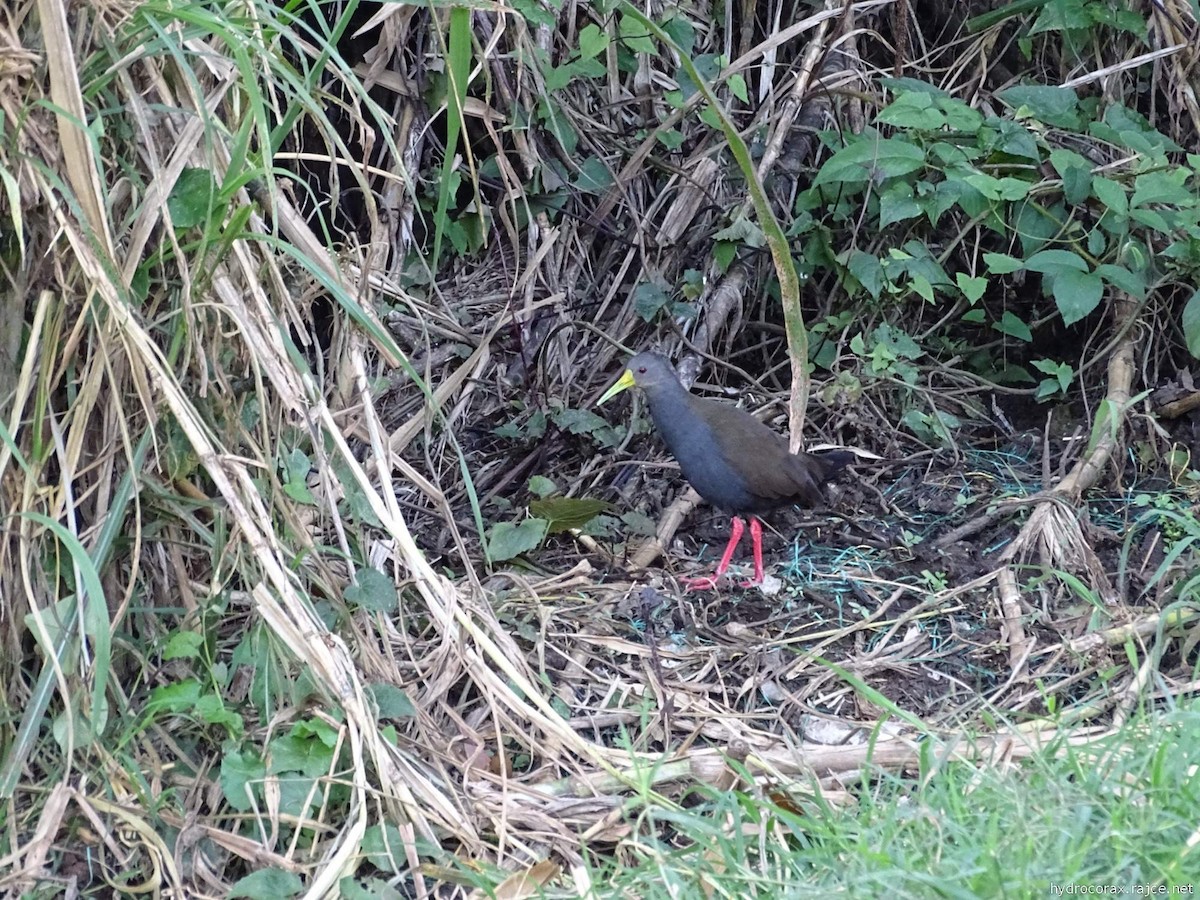 Râle noirâtre - ML644912527