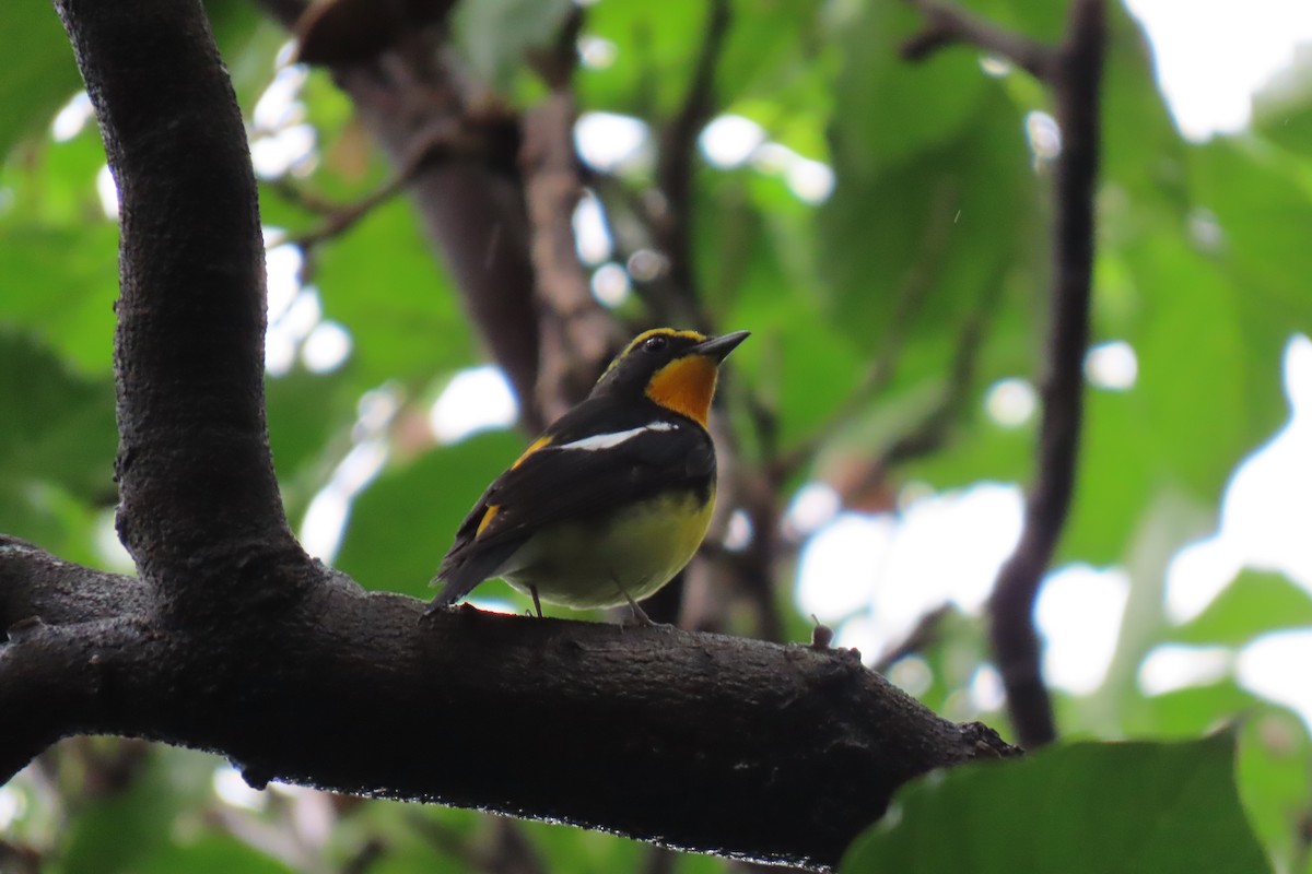 Narzissenschnäpper - ML644912534