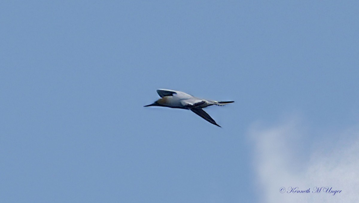 terej australský - ML644912557