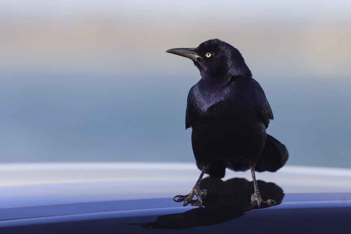 Boat-tailed Grackle - ML644912573