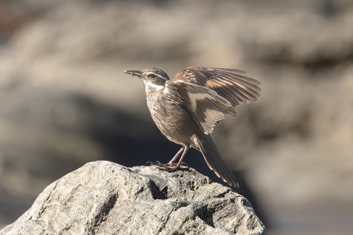 Dark-bellied Cinclodes - ML644912574