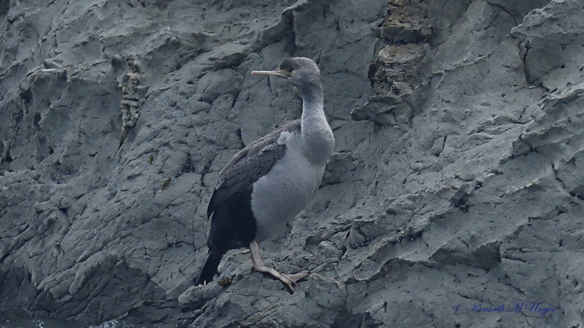 kormorán novozélandský - ML644912576