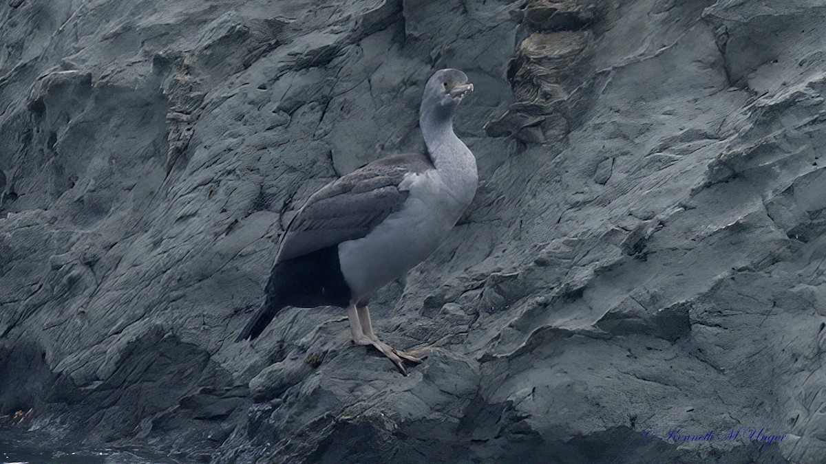 kormorán novozélandský - ML644912577