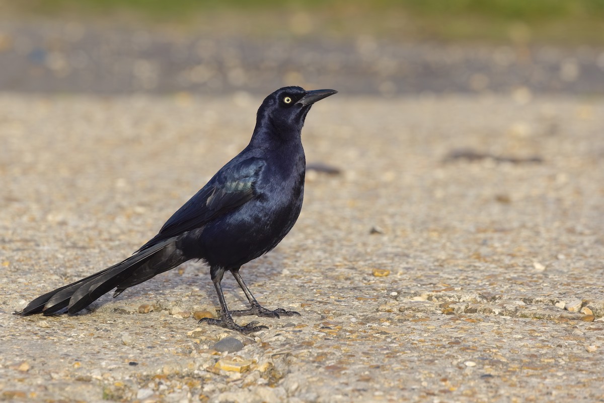 Boat-tailed Grackle - ML644912582