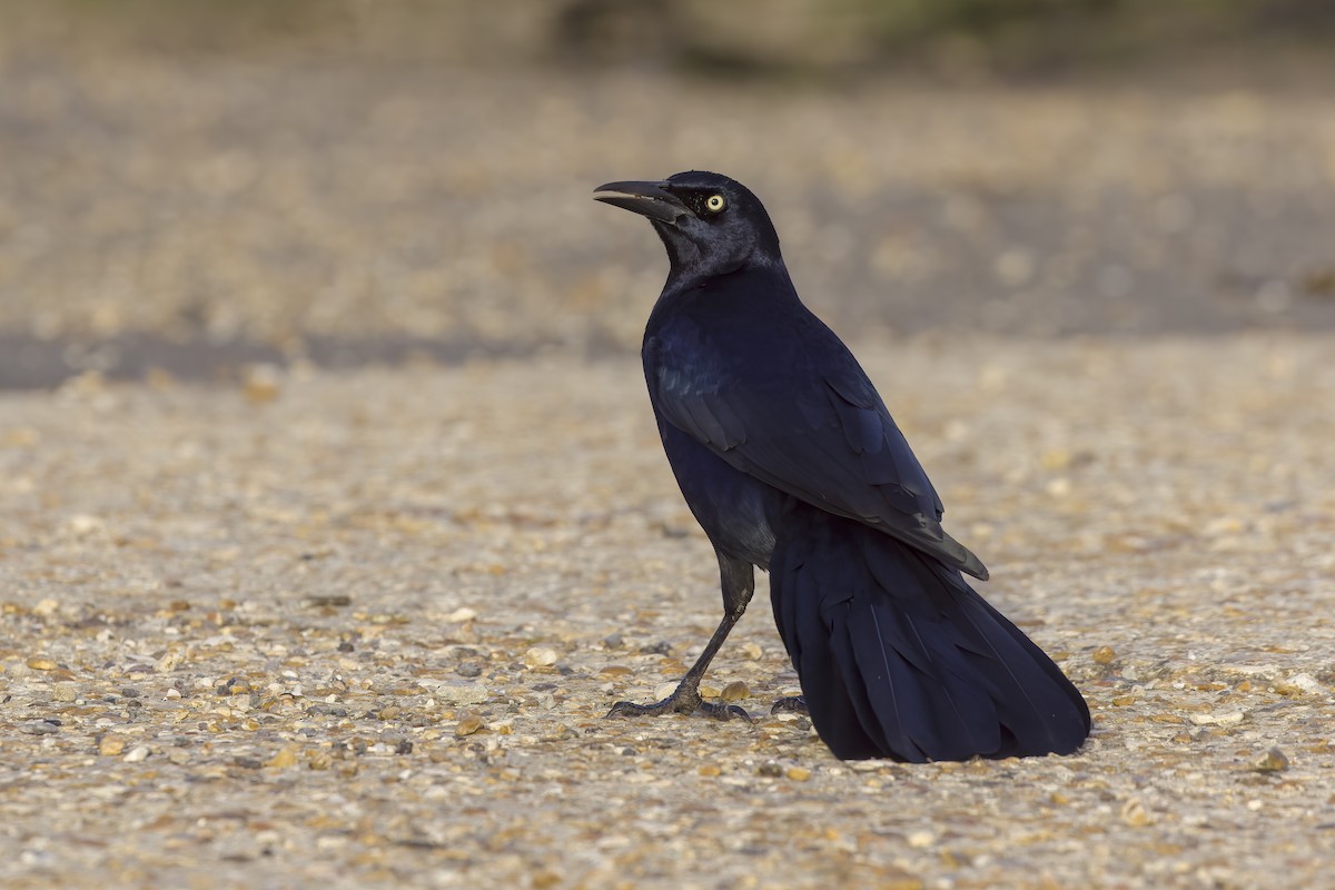 Boat-tailed Grackle - ML644912583