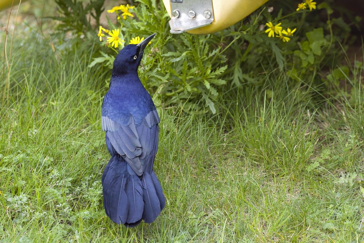 Boat-tailed Grackle - ML644912585