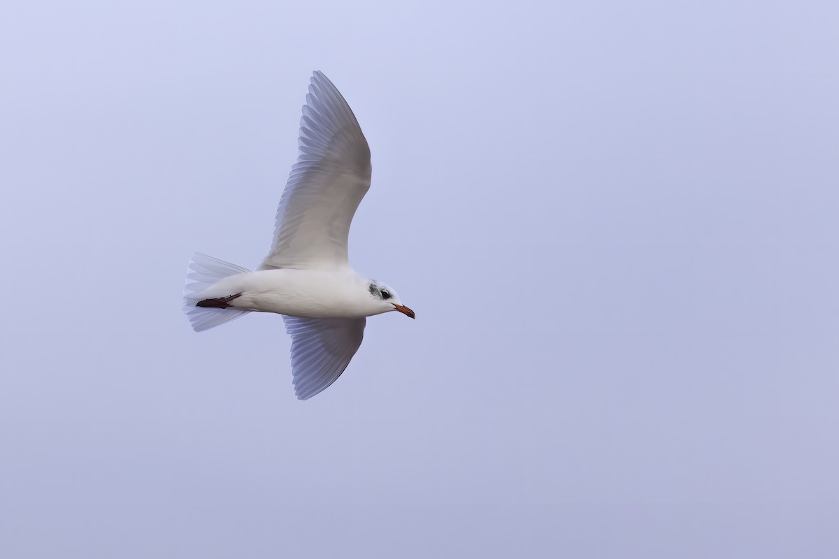 Mediterranean Gull - ML644912592