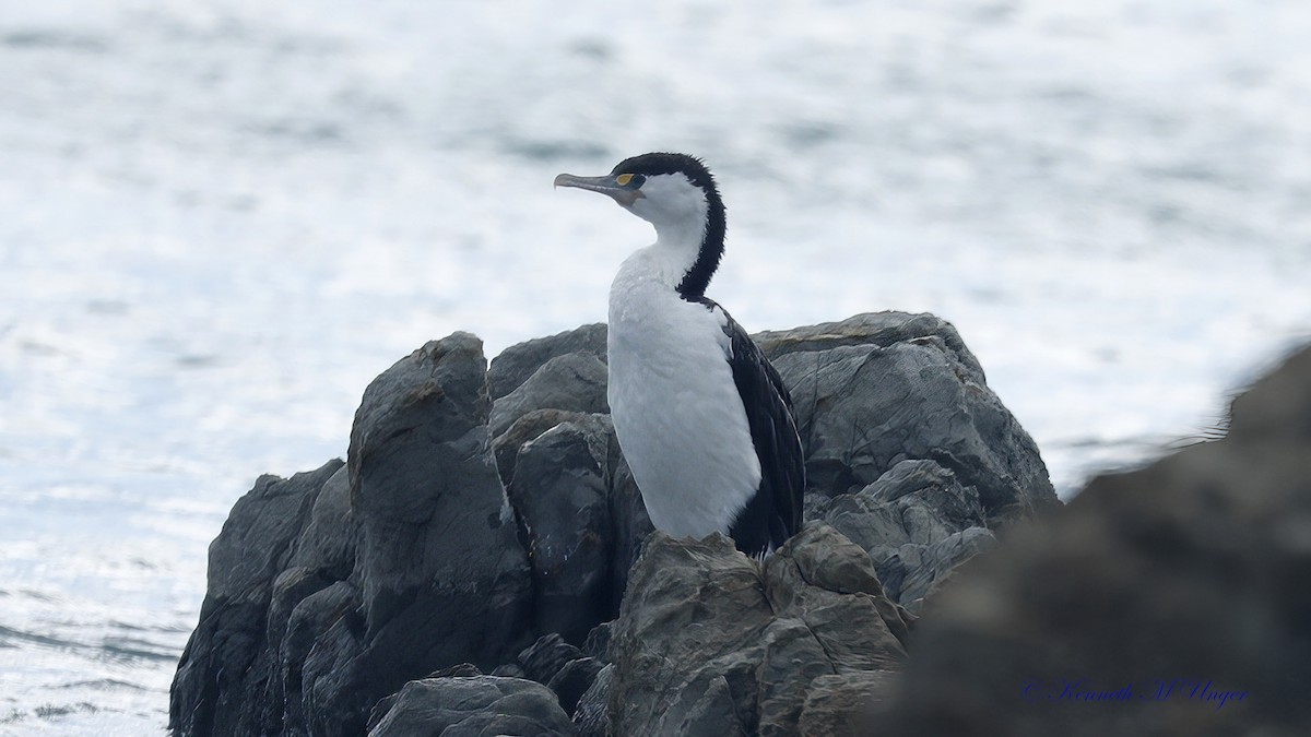 kormorán pestrý - ML644912598