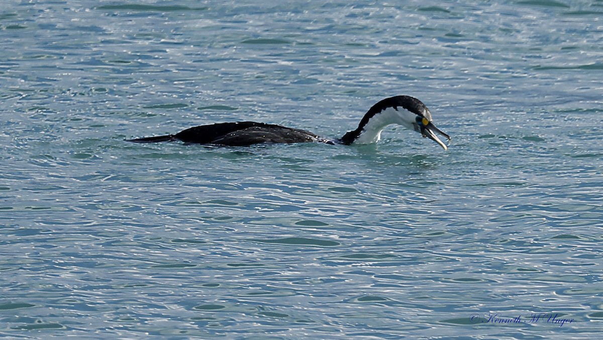 kormorán pestrý - ML644912599