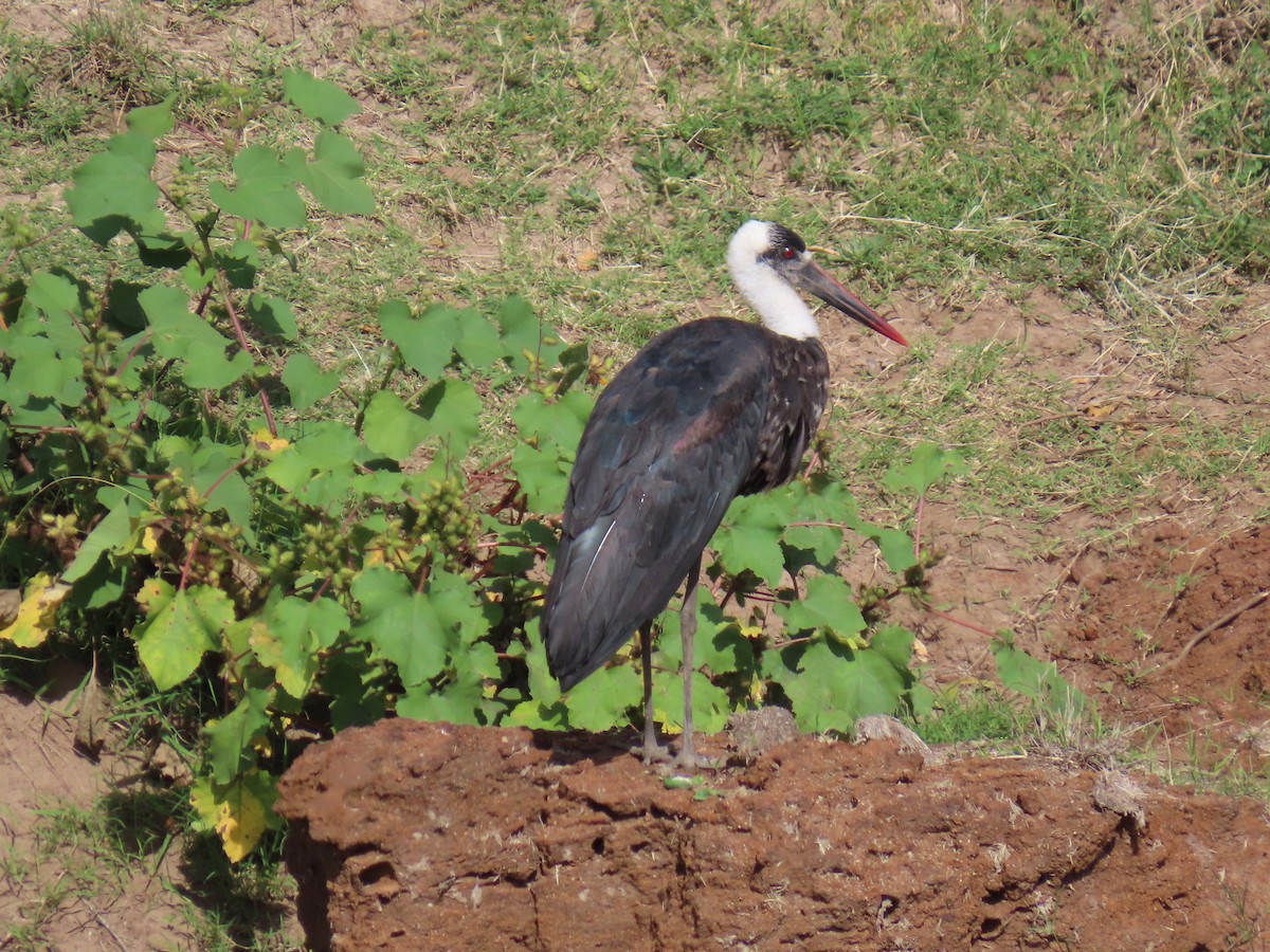 חסידה לבנת-גרון אפריקאית - ML644912603