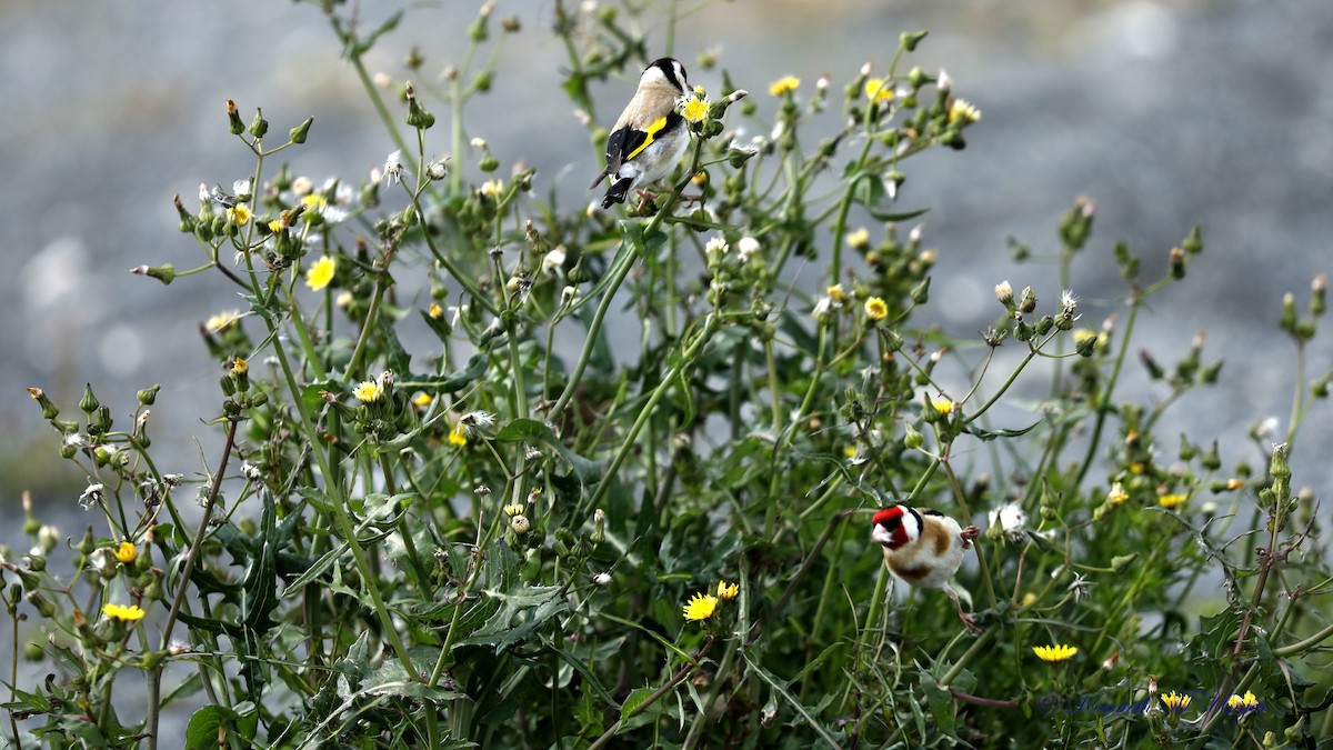 stehlík obecný - ML644912613