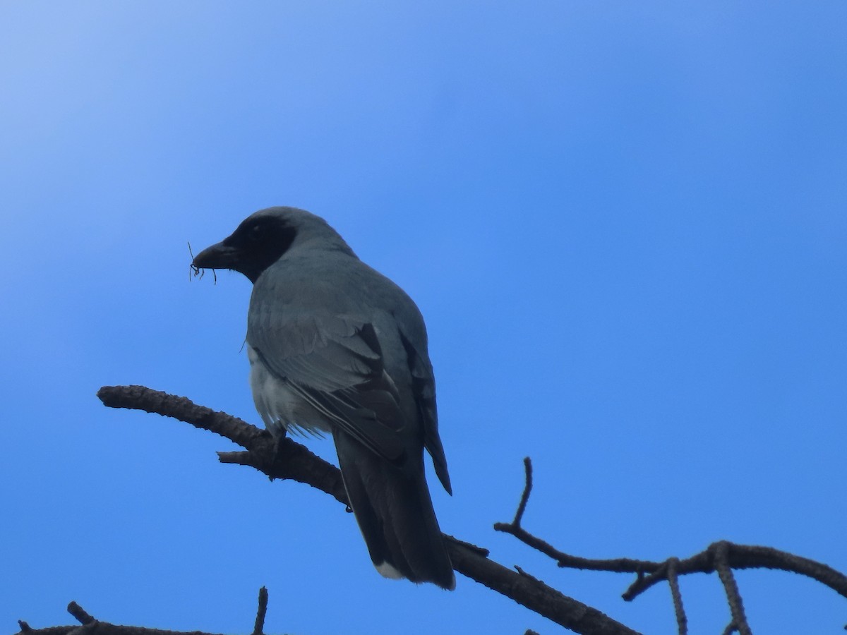 Black-faced Cuckooshrike - ML644912614