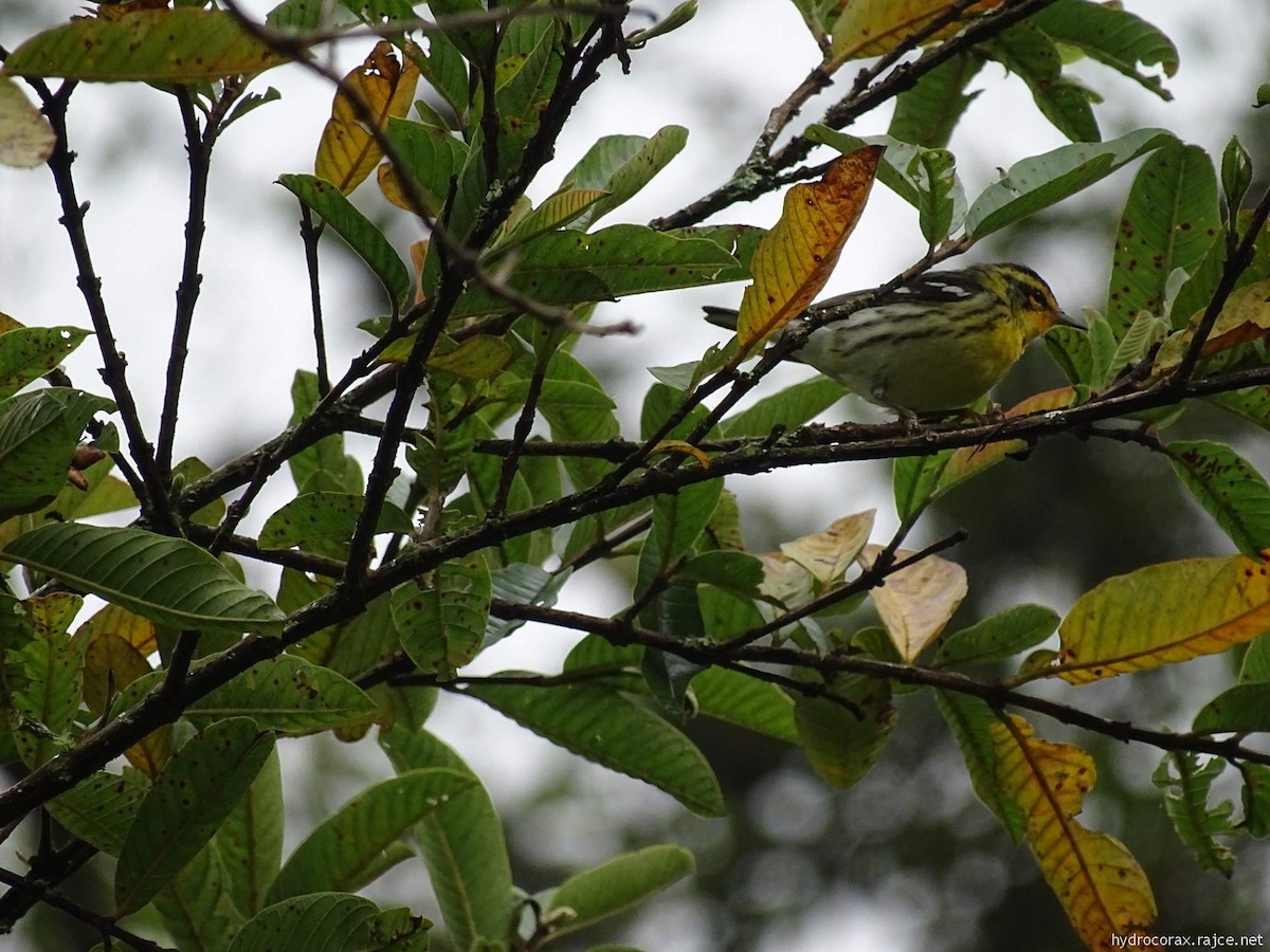 Reinita Gorjinaranja - ML644912617